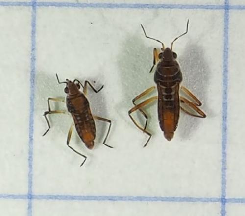 Microvelia pulchella